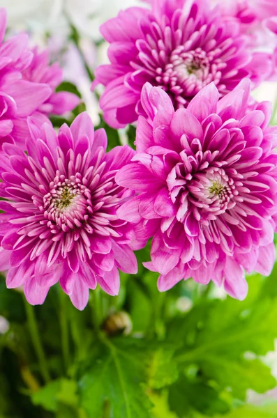 Sommerblumen Strauß, Nahaufnahme — Stockfoto