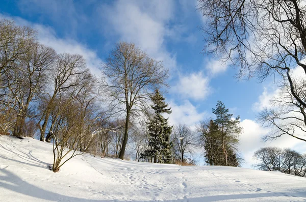 Vinterlandskap i parken. solig dag — Stockfoto