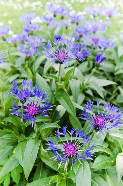 Beautiful cornflowers in the meadow, close-up — Stock Photo, Image