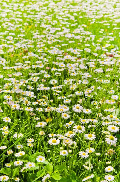 Lichtung schöne kleine Gänseblümchen, Nahaufnahme — Stockfoto