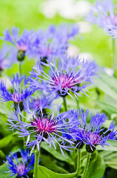 Beautiful cornflowers in the meadow, close-up — Stock Photo, Image