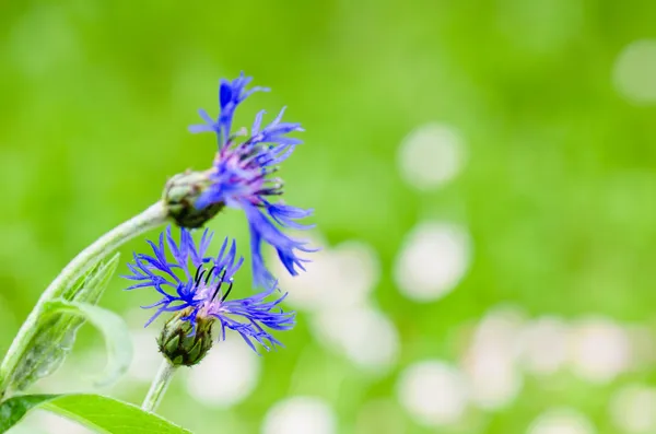 Schöne Kornblumen auf der Wiese, Nahaufnahme — Stockfoto