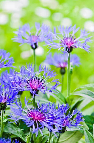 Beautiful cornflowers in the meadow, close-up — Stock Photo, Image