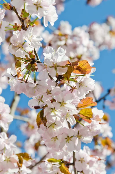 Florecimiento oriental de cerezos en el parque de primavera —  Fotos de Stock