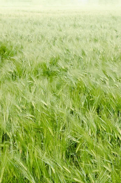 Mladá pšenice na zemědělské půdě — Stock fotografie