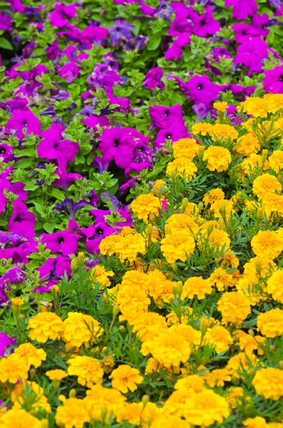 Bakgrund av flerfärgade blommor på sommaren — Stockfoto