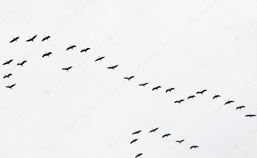 A flock of flying cranes in the sky
