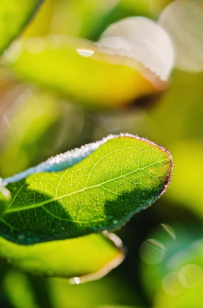 Gotas de rocío matutino en las hojas de las plantas, primer plano —  Fotos de Stock