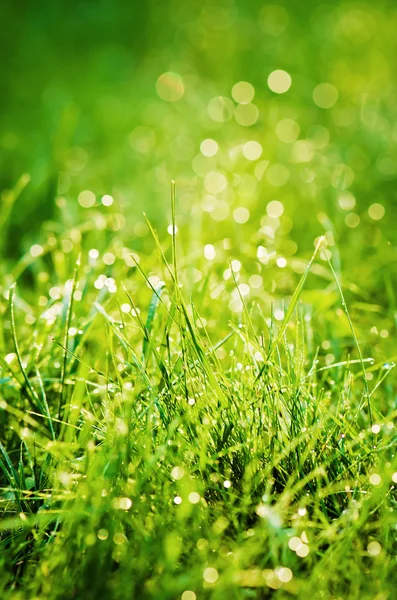 Druppels dauw op het gras, verlicht een ochtend licht — Stockfoto