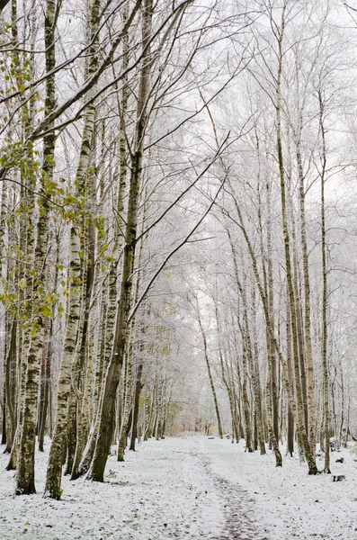 Steegje in het park verderop in de herfst. eerste sneeuw — Stockfoto