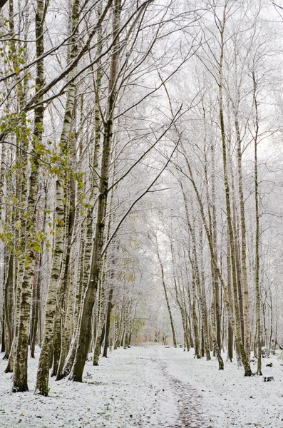 Vicolo nel parco più tardi in autunno. Prima neve — Foto Stock