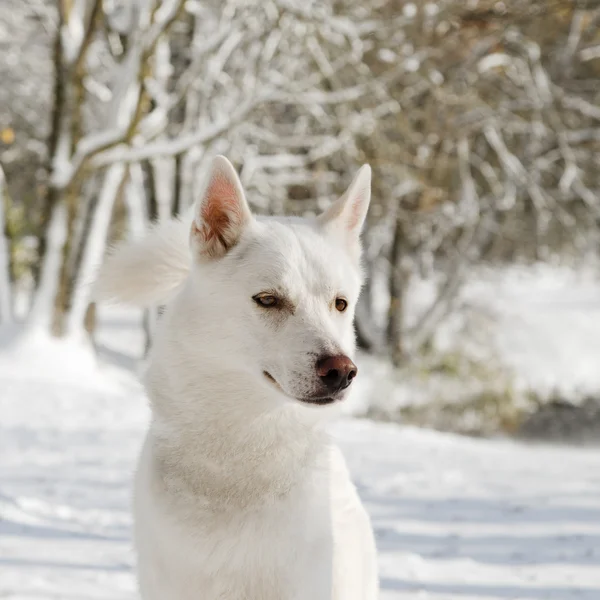 Retrato de um cachorro no inverno, close-up — Fotografia de Stock