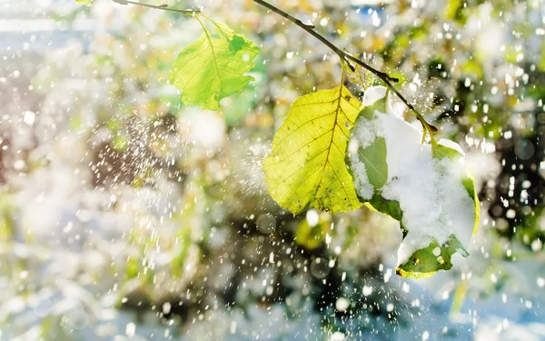 Snow falls on the leaves of the trees lit by sunlight — Stock Photo, Image