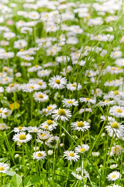 Lichtung schöne kleine Gänseblümchen, Nahaufnahme — Stockfoto