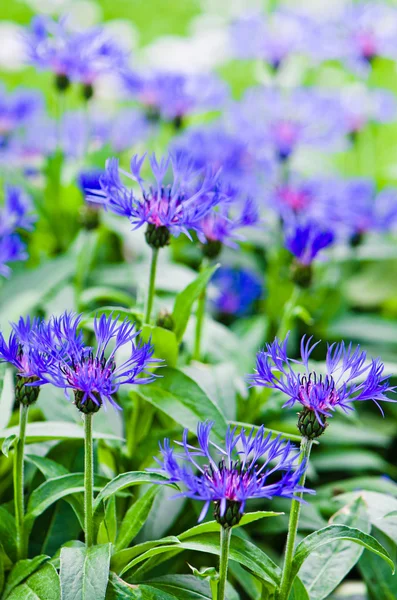 Beautiful cornflowers in the meadow, close-up — Stock Photo, Image