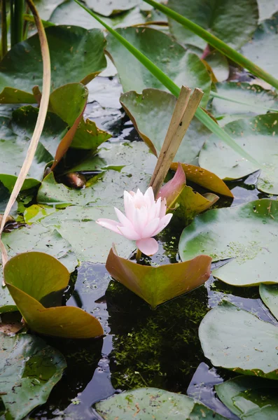 Lírios de água florescem na lagoa — Fotografia de Stock