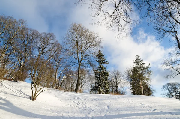 Paysage hivernal dans le parc. Journée ensoleillée — Photo