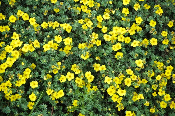 Small yellow flowers, background — Stock Photo, Image