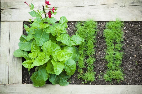 Bed met planten, top weergave — Stockfoto