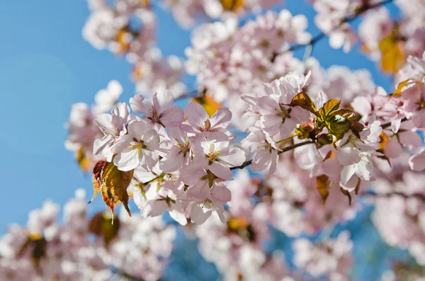 Oriental cherry blossoming in spring park — Stock Photo, Image