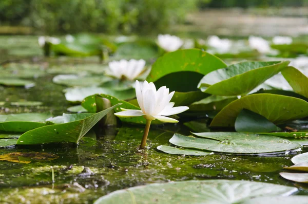 Водяные лилии цветут в пруду — стоковое фото