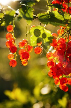 güneş ışığı somun çilek tarafından aydınlatılmış