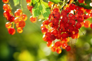 güneş ışığı somun çilek tarafından aydınlatılmış