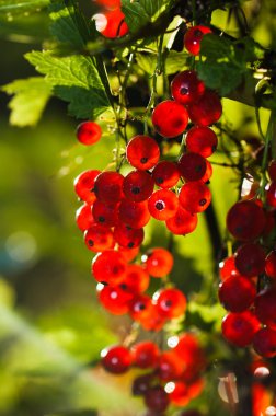 güneş ışığı somun çilek tarafından aydınlatılmış