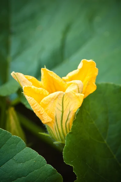 Fiore di zucca giallo — Foto Stock