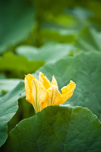 Желтый цветок тыквы среди зеленых листьев — стоковое фото