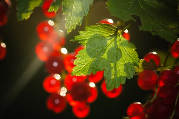 Illuminé par la lumière du soleil baies de groseille rouge — Photo