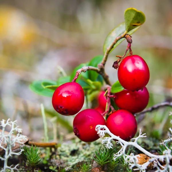 Bagas vermelhas de um cowberry em arbustos, um fim — Fotografia de Stock