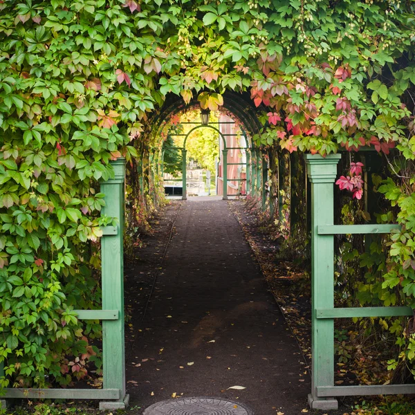 Takken van virginia creeper wandelen op archway — Stockfoto