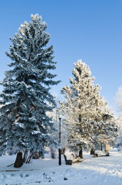 hoarfrost şehir parkı ile kaplı ağaçlar