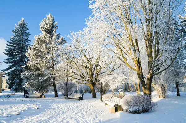 Stadsparken vinterdag. Sillamäe, Estland. — Stockfoto