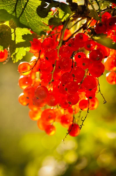 Oświetlony przez światło słoneczne Czerwona porzeczka jagody — Zdjęcie stockowe