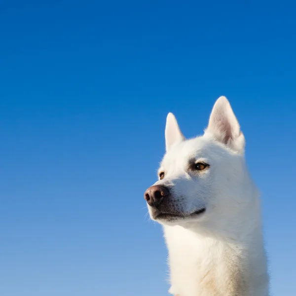 Porträtt av en vit hund — Stockfoto