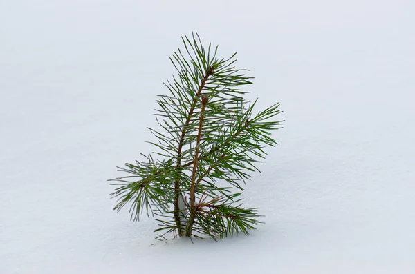 Lilla tallen på vintern under snön — Stockfoto