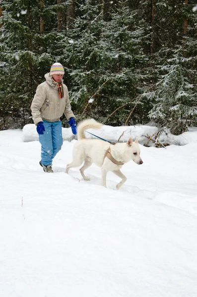 Woman with a white dog on a walk in the woods during a snowfall — ストック写真