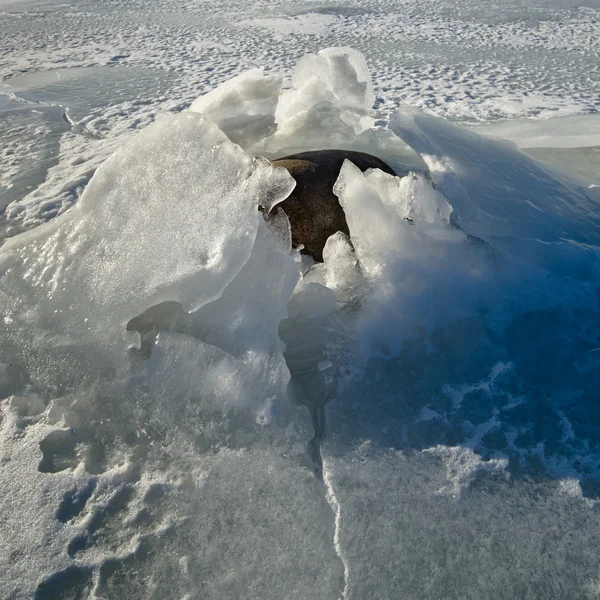 Kamienie w lodzie na wybrzeżu Morza Bałtyckiego — Zdjęcie stockowe