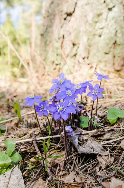 最初の春花の近くの森の中 — ストック写真