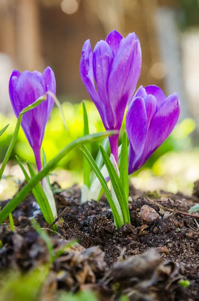 Os primeiros crocos de primavera, close-up — Fotografia de Stock