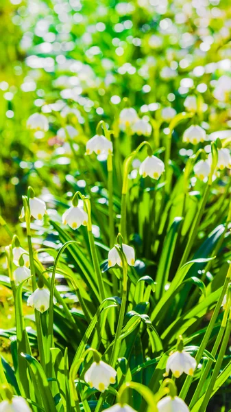 Snowdrops Primavera branco, close-up — Fotografia de Stock