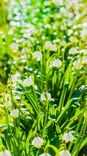 Weiße Frühlingsschneeglöckchen, Nahaufnahme — Stockfoto