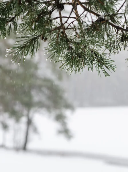 Rama de un pino con gotas de agua. Día de nieve de invierno —  Fotos de Stock