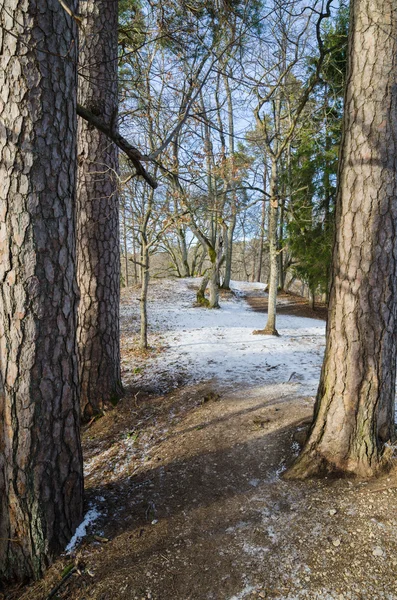 Paesaggio primaverile in un bosco baltico — Foto Stock