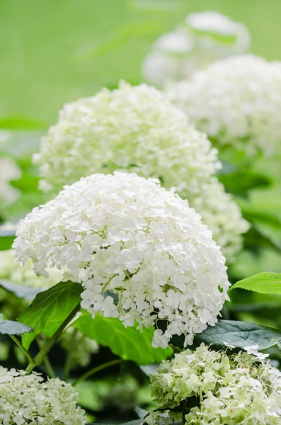 Ortanca beyaz çiçek açması, close up — Stok fotoğraf