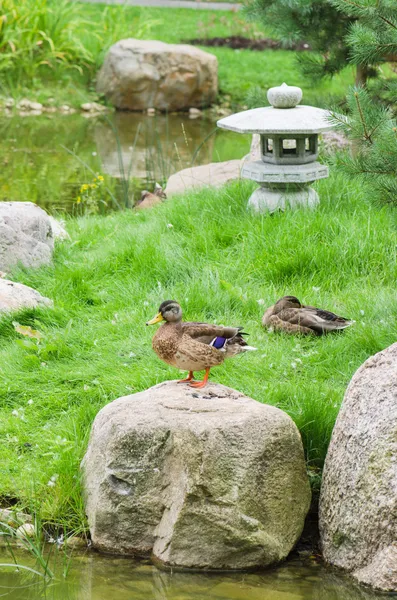 Kaczki na stawie w stylu japońskim — Zdjęcie stockowe