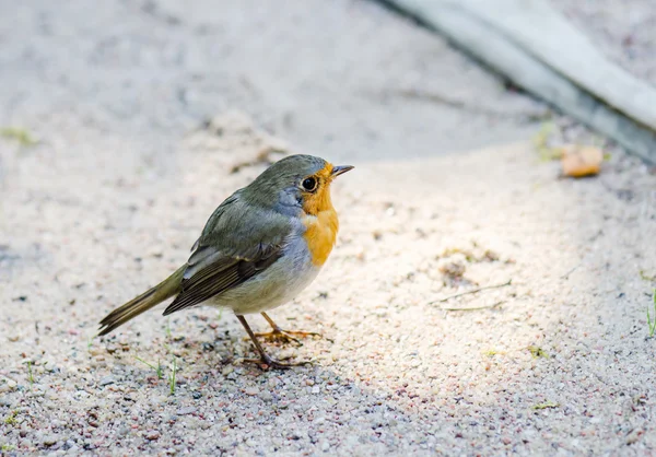 Citril Finch. Um pequeno pássaro com um peito amarelo — Fotografia de Stock