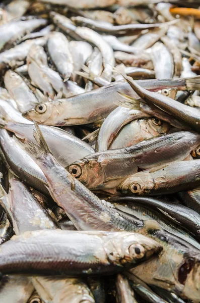 Sprat a close up — Stock Photo, Image